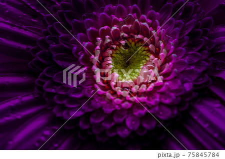 Gerbera flower dramatically dark pink color. Close up. Gerbera flower dramatically dark pink color. Close up. 75845784