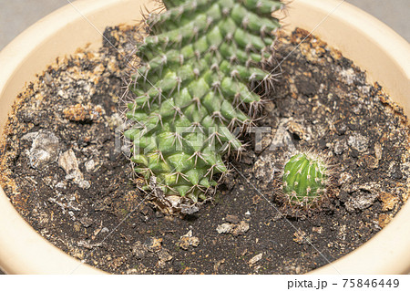 young cactus shoot and adult cactus close-up 75846449