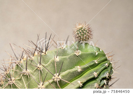 young cactus shoot and adult cactus close-up young cactus shoot and adult cactus close-up 75846450
