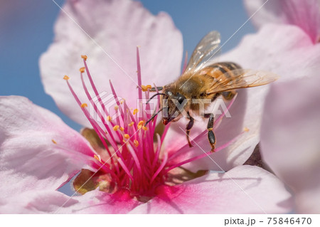 アーモンドの受粉をするミツバチ 75846470