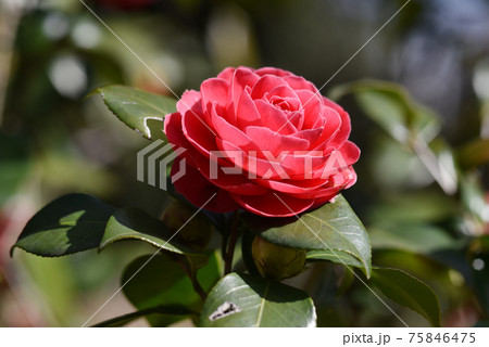 緋乙女　椿の花 75846475