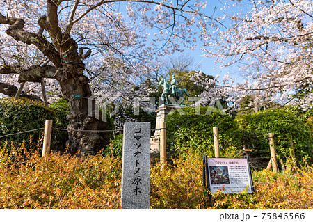 上野公園のコマツオトメと小松宮像 上野公園のコマツオトメと小松宮像 75846566