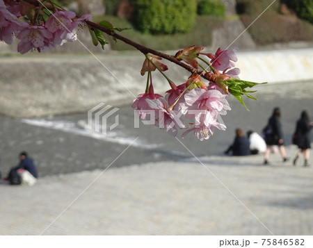 河津桜のアップとぼんやり見える川と河原に座ったり歩いたるする人が見える風景 河津桜のアップとぼんやり見える川と河原に座ったり歩いたるする人が見える風景 75846582