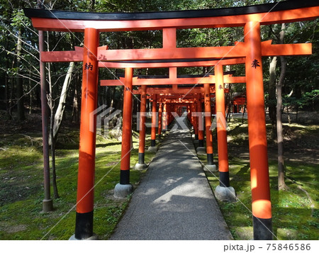 森の中にあるたくさんの鳥居のあるお稲荷さんの参道 森の中にあるたくさんの鳥居のあるお稲荷さんの参道 75846586