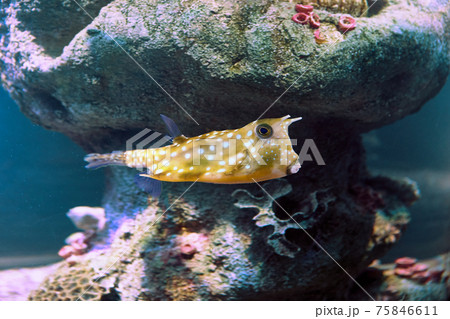 Longhorn cowfish or Lactoria cornuta is fish sea suitable for keeping in aquarium fish tank. 75846611