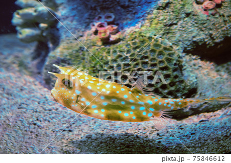 Longhorn cowfish or Lactoria cornuta behind glass of marine aquarium in Russian city of St. Petersburg. 75846612