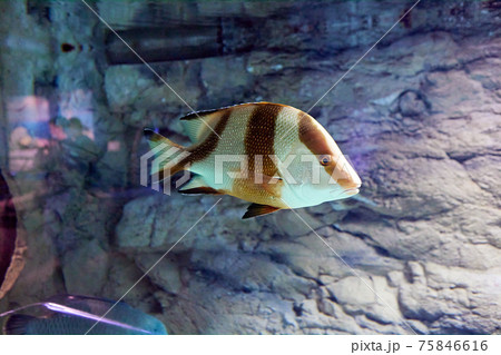 Lutjanus sebae, emperor red snapper, is species of snapper native to Indian Ocean and western Pacific Ocean. 75846616