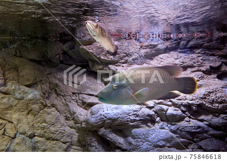 Humphead Maori Wrasse or Cheilinus undulatus behind glass of marine aquarium in Russian city of St. Petersburg. Humphead Maori Wrasse or Cheilinus undulatus behind glass of marine aquarium in Russian city of St. Petersburg. 75846618