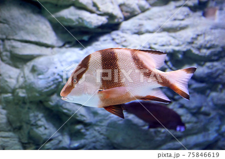 Lutjanus sebae or emperor red snapper behind glass of  marine aquarium in Russian city of St. Petersburg. 75846619