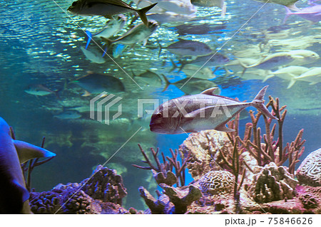 Caranx ignobilis or giant trevally behind glass of marine aquarium in Russian city of St. Petersburg. Caranx ignobilis or giant trevally behind glass of marine aquarium in Russian city of St. Petersburg. 75846626