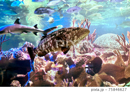 Goliath grouper behind glass of marine aquarium in Russian city of St. Petersburg. Goliath grouper behind glass of marine aquarium in Russian city of St. Petersburg. 75846627