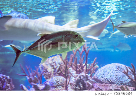 The giant trevally (Caranx ignobilis), also known as the lowly trevally, barrier trevally, giant kingfish or ulua, is a species of large marine fish classified in the jack family, Carangidae. 75846634