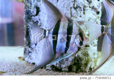 Pterophyllum altum or angelfish in aquarium fish tank. Pterophyllum altum or angelfish in aquarium fish tank. 75846651