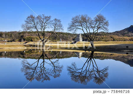 春 柳 池 75846716