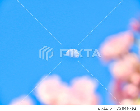 月と桜 75846792