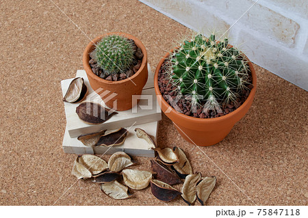 サボテン,ヘリテリー,黄彩玉、植物,観葉植物,緑,トゲ,自然,緑色,とげ,多肉植物、園芸 75847118