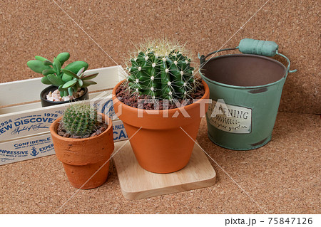 サボテン,ヘリテリー,黄彩玉、植物,観葉植物,緑,トゲ,自然,緑色,とげ,多肉植物、園芸 サボテン,ヘリテリー,黄彩玉、植物,観葉植物,緑,トゲ,自然,緑色,とげ,多肉植物、園芸 75847126