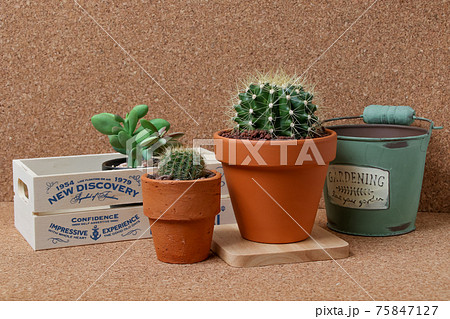 サボテン,ヘリテリー,黄彩玉、植物,観葉植物,緑,トゲ,自然,緑色,とげ,多肉植物、園芸 サボテン,ヘリテリー,黄彩玉、植物,観葉植物,緑,トゲ,自然,緑色,とげ,多肉植物、園芸 75847127