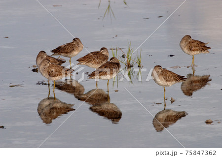 Sandpipers on Fort De Soto Stae Park, Florida. 75847362