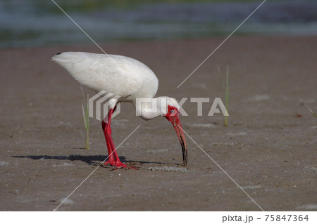 White Ibis, Eudocimus alba, at Fort De Soto State Park, Florida. 75847364