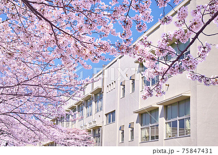 日本の春。満開の桜と校舎のイメージ 日本の春。満開の桜と校舎のイメージ 75847431