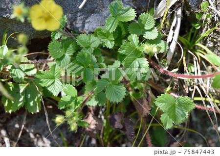 キジムシロの花 75847443