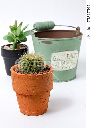 サボテン,ヘリテリー,植物,観葉植物,肉食植物、ガーデニング、園芸,トゲ,自然,緑色,とげ,仙人掌 75847547