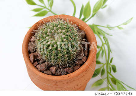 サボテン,ヘリテリー,植物,観葉植物,肉食植物、ガーデニング、園芸,トゲ,自然,緑色,とげ,仙人掌 75847548