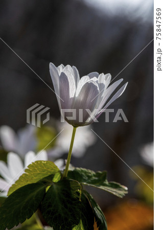 風花 花 野生の花 75847569