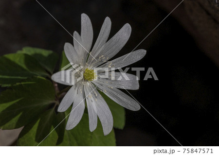風花 花 野生の花 75847571