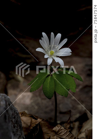 風花 花 植物 75847574