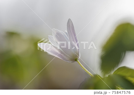 風花 花 植物 75847576