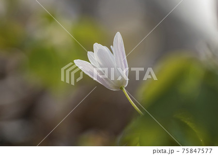 風花 花 植物 75847577