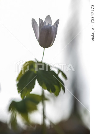 風花 花 植物 75847578