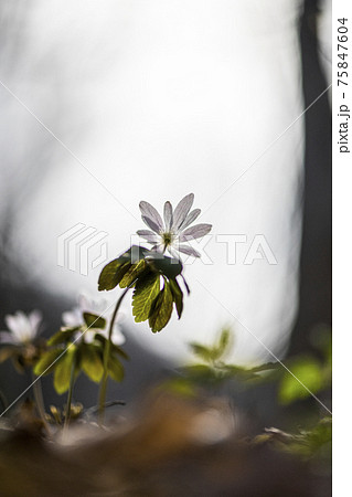 風花 花 植物 75847604