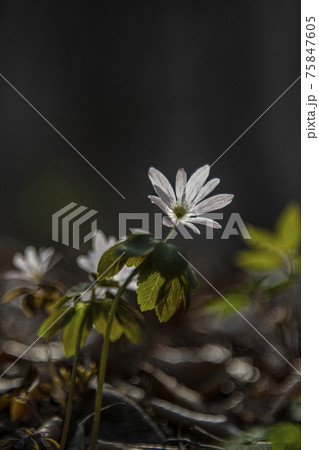 風花 花 植物 75847605