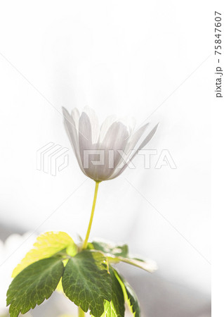 風花 花 植物 75847607