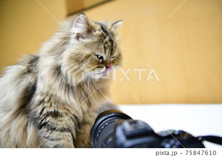 猫と一眼レフデジタルカメラの写真素材