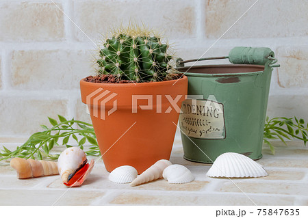 サボテン,黄彩玉、植物,観葉植物,園芸、ガーデニング、緑,トゲ,自然,緑色,とげ,多肉植物,鉢植え 75847635