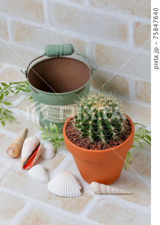 サボテン,黄彩玉、植物,観葉植物,園芸、ガーデニング、緑,トゲ,自然,緑色,とげ,多肉植物,鉢植え 75847640