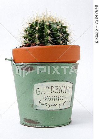 サボテン 黄彩玉 植物 観葉植物 園芸 ガーデニング 緑 トゲ 自然 緑色 とげ 多肉植物 鉢植えの写真素材