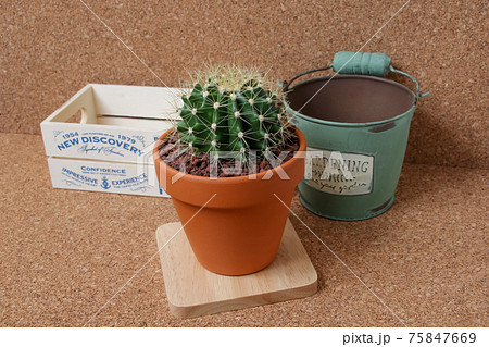 サボテン,黄彩玉、植物,観葉植物,園芸、ガーデニング、緑,トゲ,自然,緑色,とげ,多肉植物,鉢植え 75847669