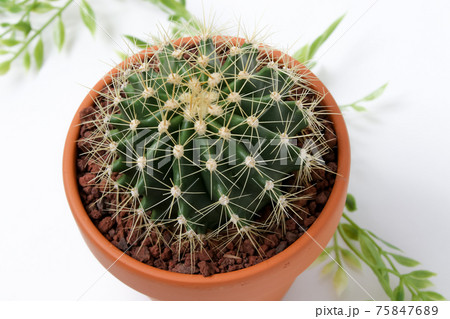 サボテン,黄彩玉、植物,観葉植物,園芸、ガーデニング、緑,トゲ,自然,緑色,とげ,多肉植物,鉢植え サボテン,黄彩玉、植物,観葉植物,園芸、ガーデニング、緑,トゲ,自然,緑色,とげ,多肉植物,鉢植え 75847689
