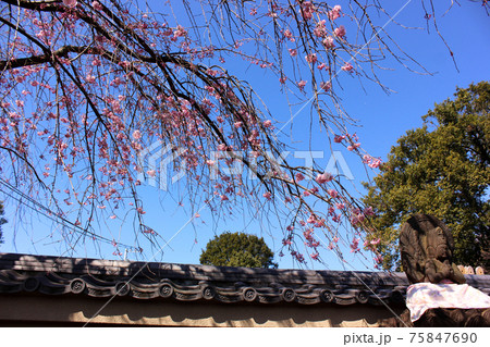 快晴の青空の中で開き始めた福蔵院の枝垂桜（1） 75847690
