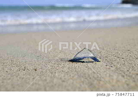 奄美大島の海岸に漂着するカツオノエボシ 75847711