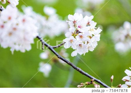 京都市伏見区の醍醐寺の風景、桜、満開、花見【3月】 75847878