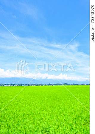 夏の爽やかな田園風景（安曇野） 75848070