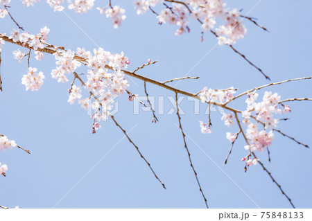 京都市伏見区の醍醐寺の風景、桜、満開、花見【3月】 75848133