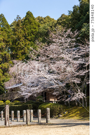 京都市伏見区の醍醐寺の風景、桜、満開、花見【3月】 75848140