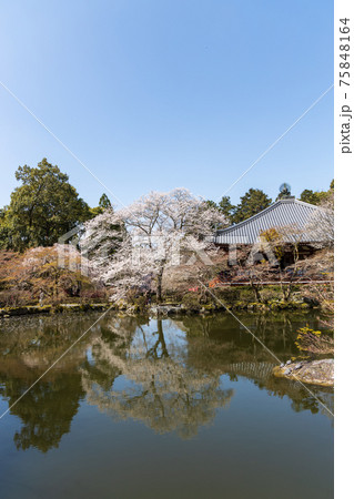 京都市伏見区の醍醐寺の風景、桜、満開、花見【3月】 75848164